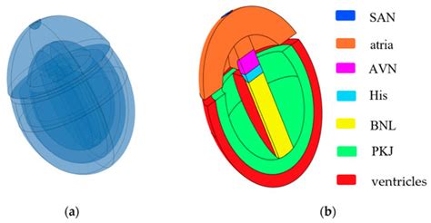 Computational Modeling of Cardiac Electrophysiology with Human ...