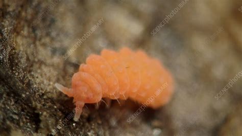 Image result for Springtail Identification