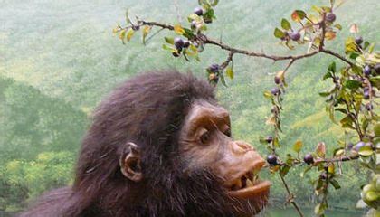 Image result for Dryopithecus