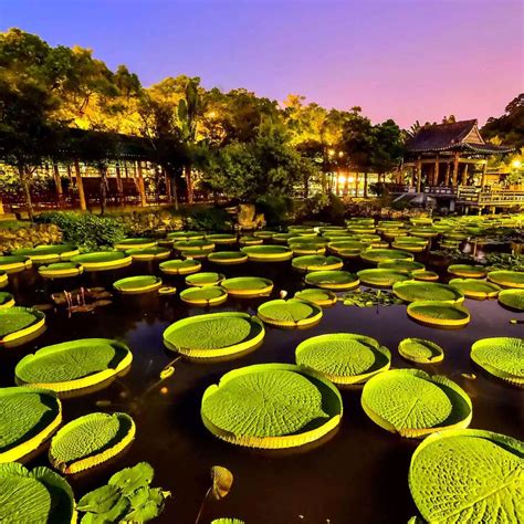 Giant Water Lily Pad
