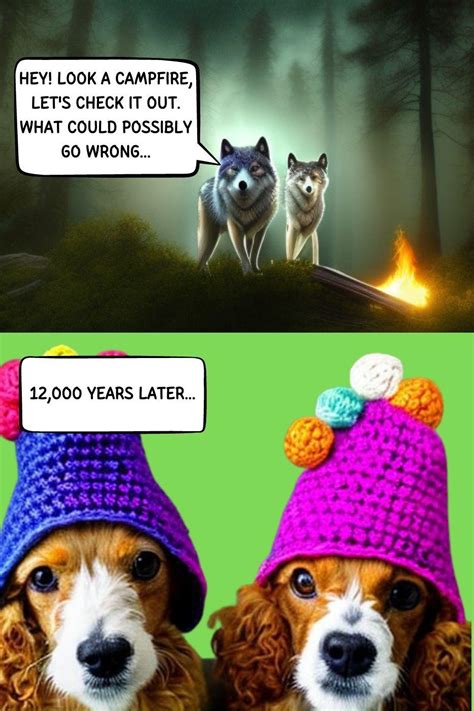 Image result for Cavapoo Play