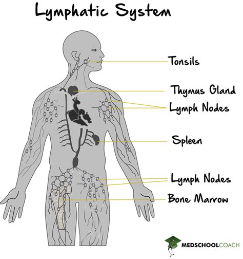 Image result for Lymphatic system Functions