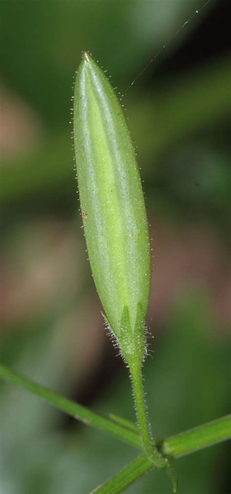 Andrographis paniculata (Burm.f.) Wall. ex Nees | Plants of the World ...