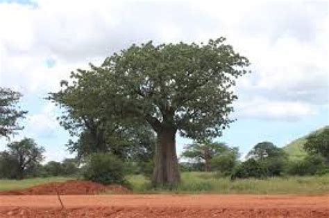 Dodoma Tourism (2025) Tanzania - Best Places to Visit in Dodoma, Dodoma ...