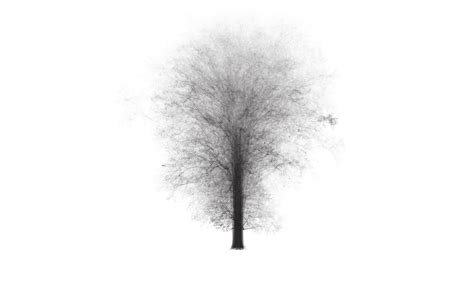 Image result for One Root 5 Tree