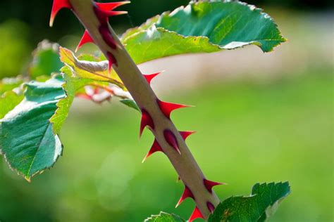 Rose Bush With No Thorns at Jo Ellzey blog