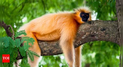 What makes the golden langur the world's rarest primate? - Times of India