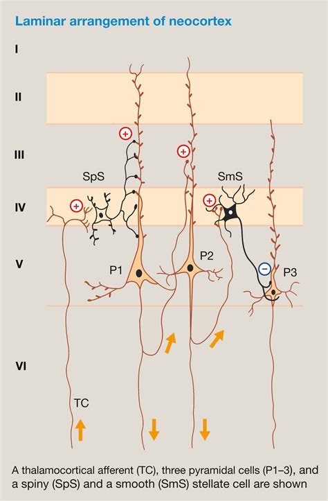 The brain: functional divisions - Anaesthesia & Intensive Care Medicine