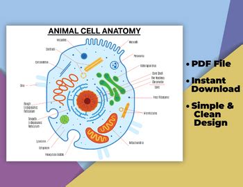 Basic Cell Structure Annotation 的图像结果