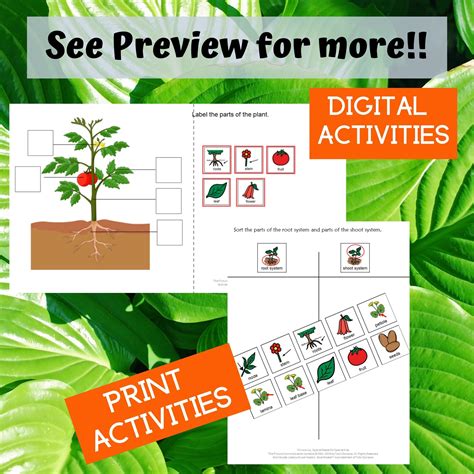 Parts of Plants for Special Education PRINT and DIGITAL • Special Needs for Special Kids