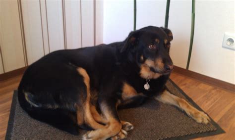 Blake ein liebevoller Beauceron Mix sucht ein neues Zuhause in Duisburg ...