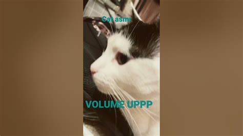 Image result for Purring Discord Server