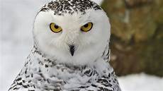 Snowy Owl Wallpaper Iphone by Snowy Owl Wallpaper And Screensavers Wallpapersafari Snowy Owl Wallpaper Iphone