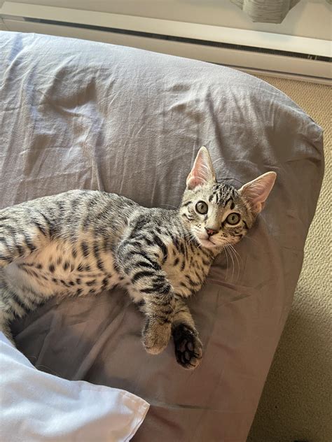 Classic Tabby Bengal Mix
