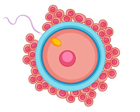 Image result for fertilisation