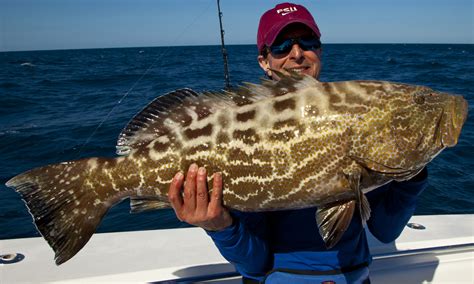 Black Grouper