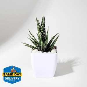IGP Haworthia Fasciata Plant Price in India - Buy IGP Haworthia ...