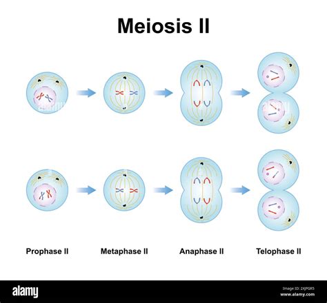 Meiosis 2 Phases