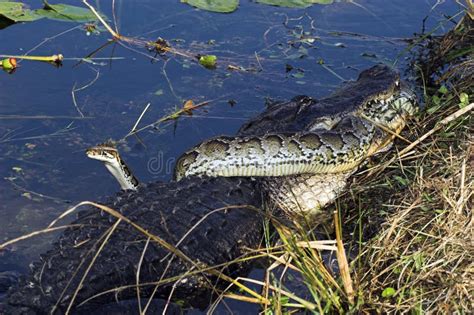 Image result for Alligator Python Battle