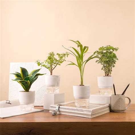 KYARI Golden Snake-Aralia Green-Areca Palm-Jade Combo of 4 Indoor ...