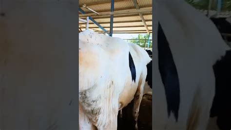 Exploding Cow Abscess 的图像结果