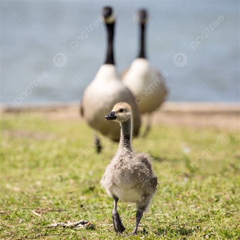 Goose Chicks Background Images, HD Pictures and Wallpaper For Free ...