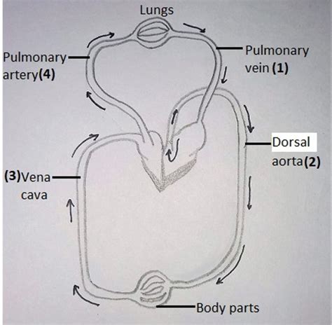 Image result for Explain Double Circulation in Simple From