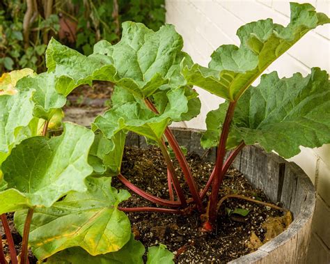 7 Perennial Vegetables For Pots: For Years Of Patio Pickings ...