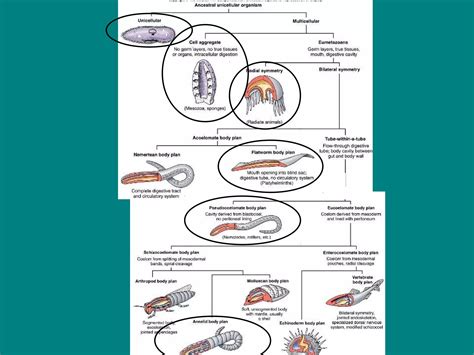 4 5 nematodes and annelids | PPT