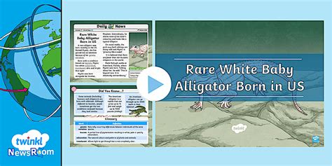 Rare White Baby Alligator Born in US | Twinkl Resources
