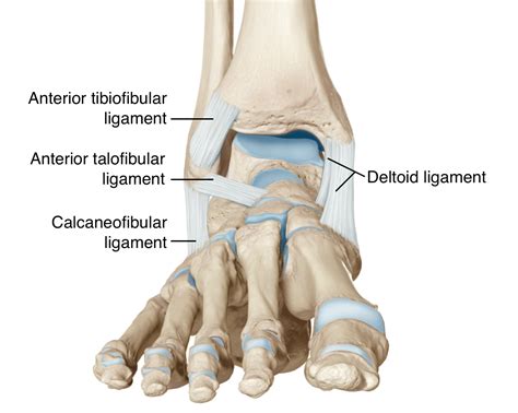 7.5: Anatomy of Selected Synovial Joints - Medicine LibreTexts