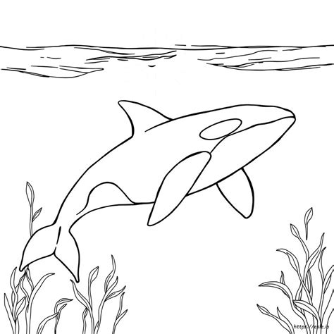 Realistic Killer Whale Orca Coloring Pages