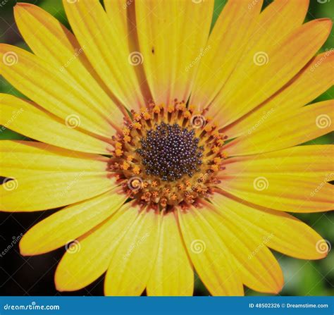 Brown Eyed Susan stock photo. Image of yellow, green - 48502326