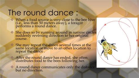 Image result for Bee Dance Language