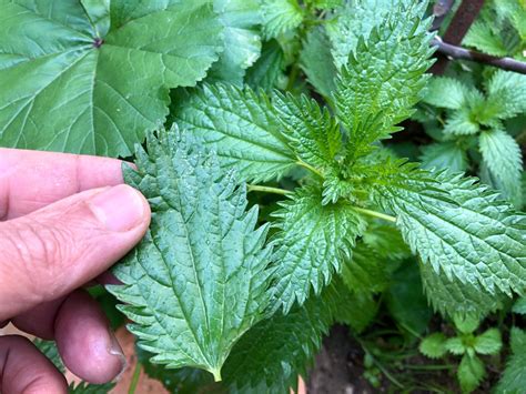 The amazing health benefits of stinging nettle – Artofit