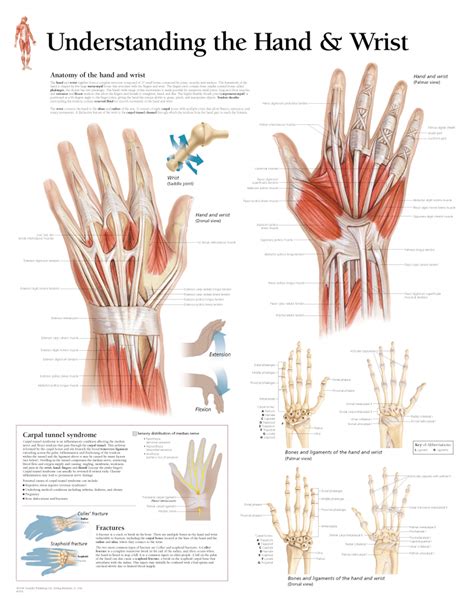 Understanding the Hand & Wrist - Scientific Publishing