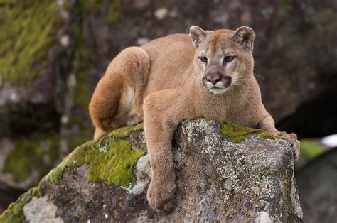 Where Do Pumas Live