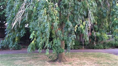 Weeping Ash Tree: The Enigmatic Beauty and Care Tips for Your Garden ...