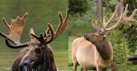 Elk и Moose - в чем разница, what's the diffrence? — Наталья Алехина на ...
