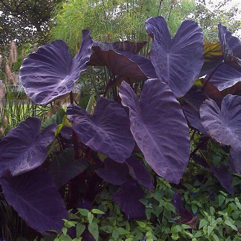Black Magic Elephant Ear No flowers Plants, Bulbs & Seeds at Lowes.com
