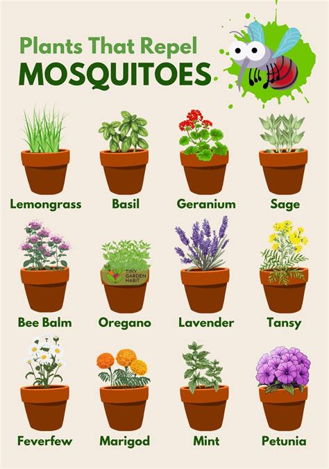 Best 13 14 Easy to Grow Mosquito Repelling Plants that Add Beauty to ...