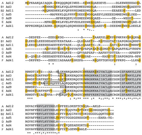 Regulation of Human Adenovirus Alternative RNA Splicing by the ...