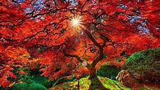 Fall Japan Iphone Wallpaper by Japanese Garden Hd Wallpaper And Background Image Fall Japan Iphone Wallpaper