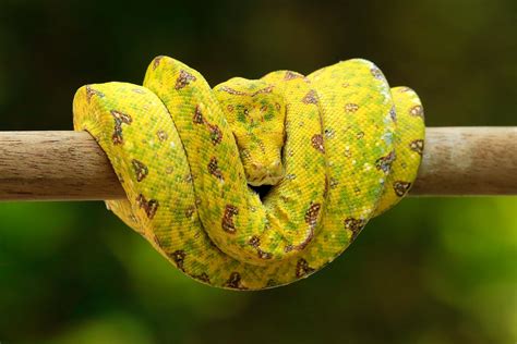Image result for Slim Green Python