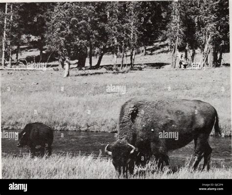 This 1973 publication provides an overview of the bison population in Yellowstone National Park ...