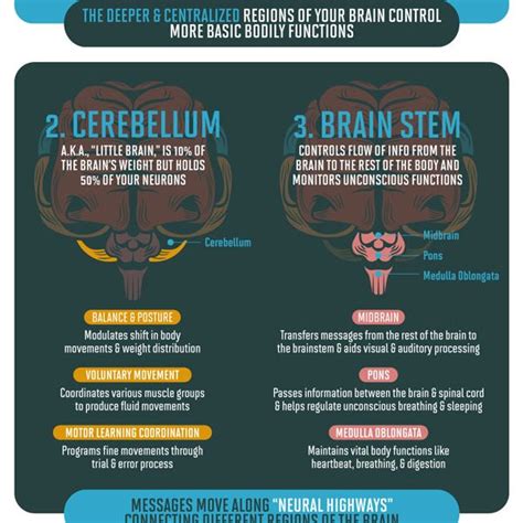 Image result for Memory Brain Process