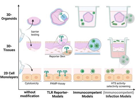 In vivo vs in vitro systems – faCellitate