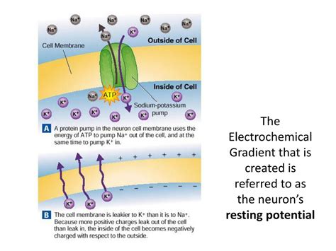 PPT - Nerve Impulses: Electrochemical Messages in Neurons PowerPoint ...