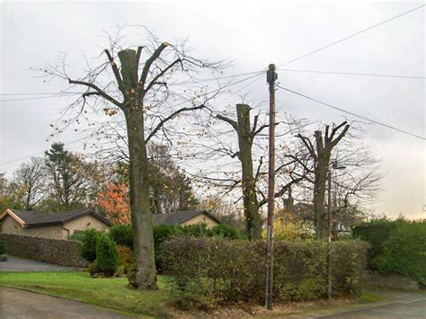 Image result for Pollarding