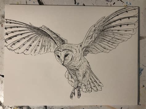 Pencil Drawings Of Owls Flying